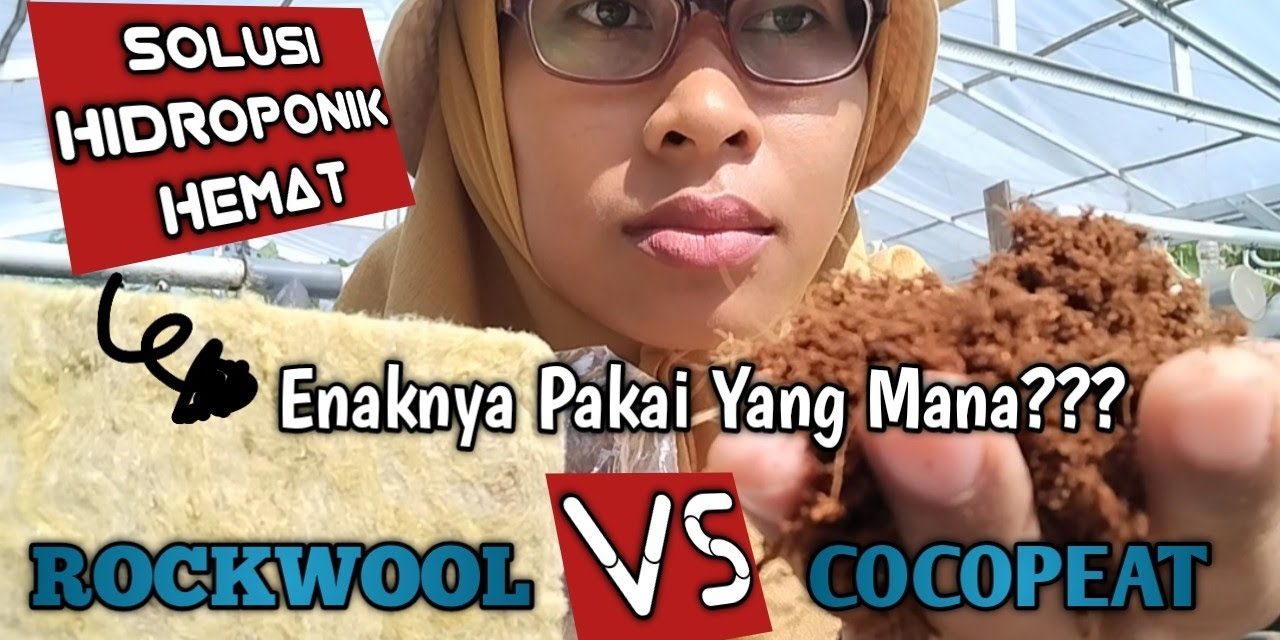 Analisis Cocopeat Dan Rockwool: Mana Yang Lebih Tepat?