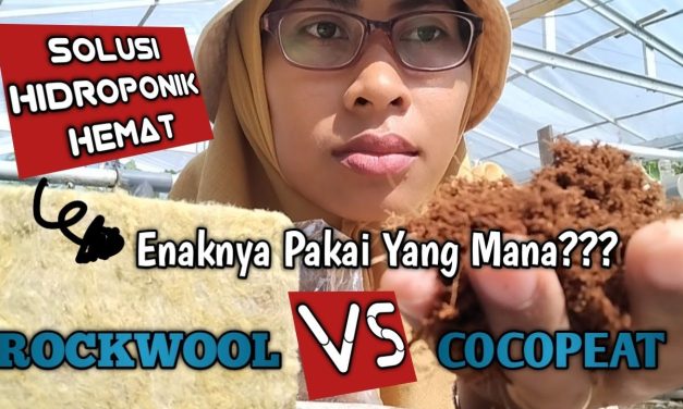 Analisis Cocopeat Dan Rockwool: Mana Yang Lebih Tepat?