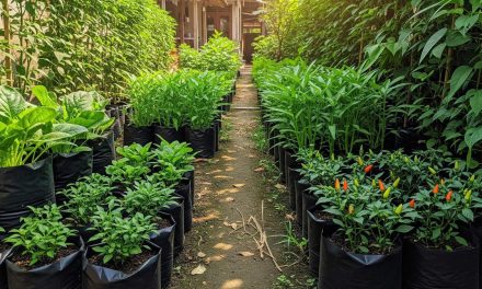 Community Garden Di Gang Sempit: Cara Mengubah Jadi Hijau