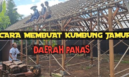 Cara Membuat Kumbung Jamur Tiram Untuk Panen Maksimal