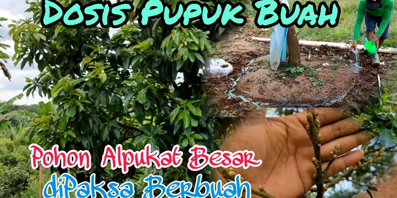 Cara Mengatur Dosis Pupuk Pohon Alpukat Agar Tidak Overdosis