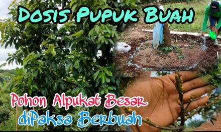 Cara Mengatur Dosis Pupuk Pohon Alpukat Agar Tidak Overdosis