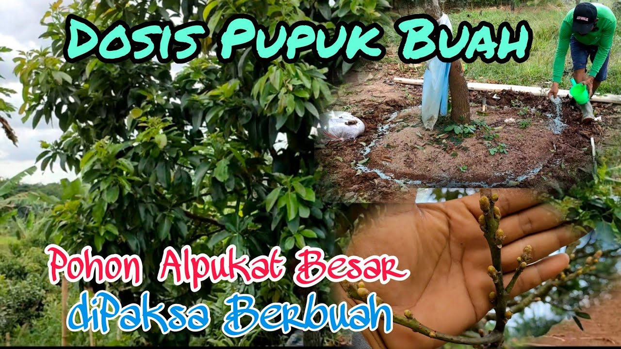 Cara Mengatur Dosis Pupuk