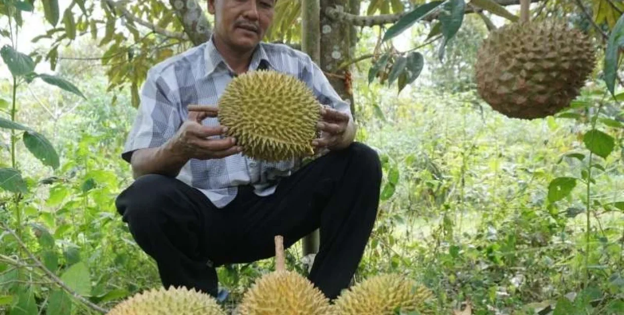Durian Montong Miliki Rasa Yang Sangat Enak! Yuk Cobain!
