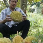 Durian Montong Miliki Rasa Yang Sangat Enak! Yuk Cobain!