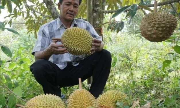 Durian Montong Miliki Rasa Yang Sangat Enak! Yuk Cobain!