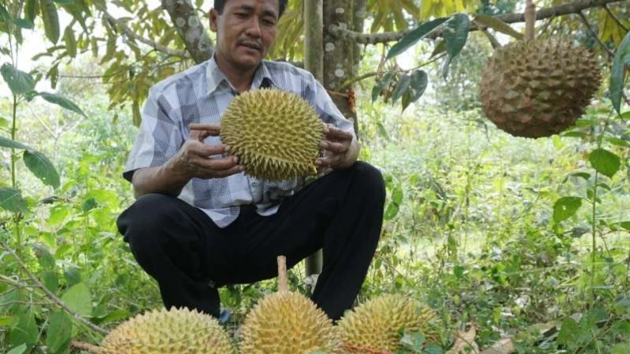 Durian Montong