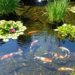 Solusi Alami Air Kolam Keruh: 5 Tanaman Air Bisa Membantu