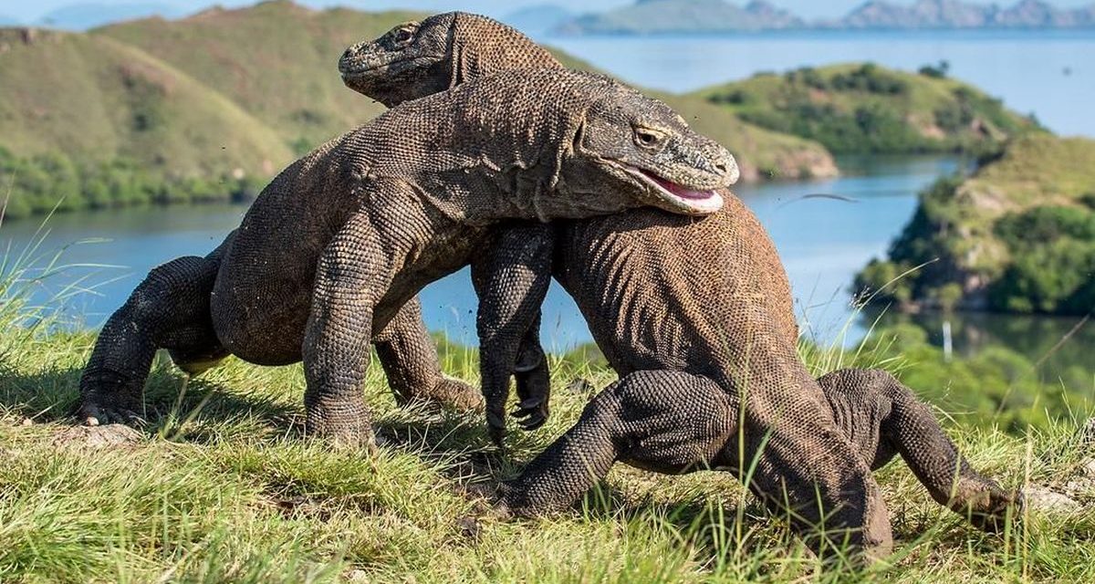 Keindahan Alam Pulau Komodo: Surga Di Timur Indonesia