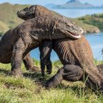 Keindahan Alam Pulau Komodo: Surga Di Timur Indonesia