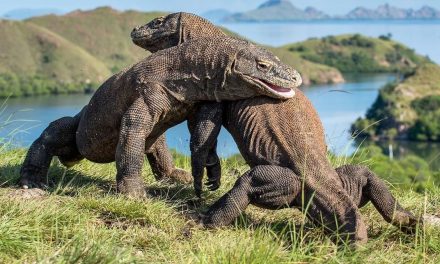 Keindahan Alam Pulau Komodo: Surga Di Timur Indonesia
