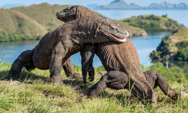 Keindahan Alam Pulau Komodo: Surga Di Timur Indonesia