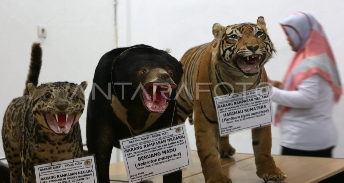 Tragedi Harimau Beku: Bongkar Sindikat Satwa Di Vietnam
