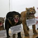 Tragedi Harimau Beku: Bongkar Sindikat Satwa Di Vietnam
