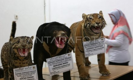 Tragedi Harimau Beku: Bongkar Sindikat Satwa Di Vietnam