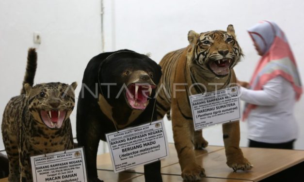 Tragedi Harimau Beku: Bongkar Sindikat Satwa Di Vietnam
