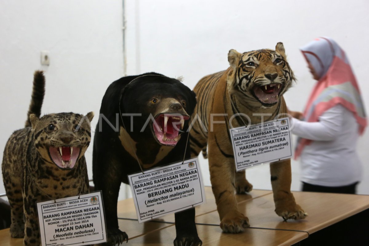 Tragedi Harimau Beku
