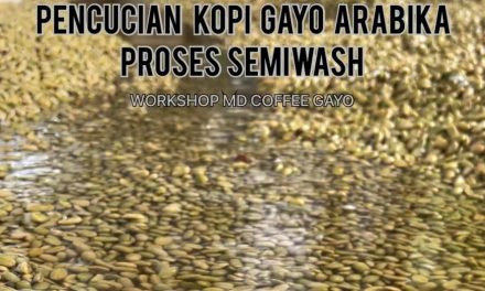 Ciri Khas Kopi Gayo Memakai Metode Pengolahan Semi-Washed