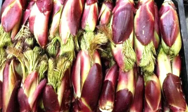 Sayuran Liar Vietnam Di nobatkan Makanan Nomor Satu Di Dunia